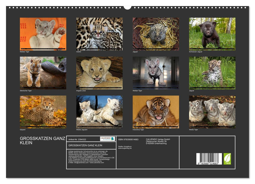 GROSSKATZEN GANZ KLEIN (CALVENDO Wandkalender 2027)