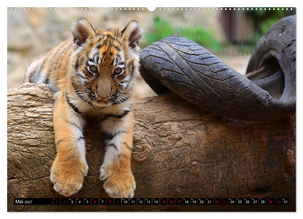 GROSSKATZEN GANZ KLEIN (CALVENDO Wandkalender 2027)
