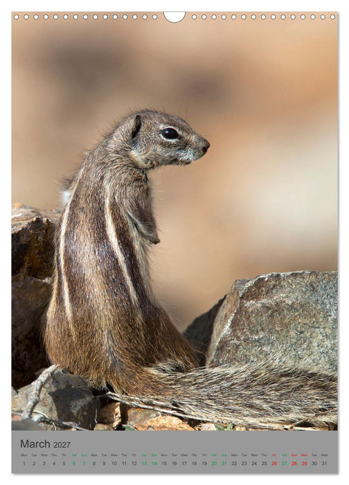 Wildlife of Spain (CALVENDO Monthly Calendar 2027)