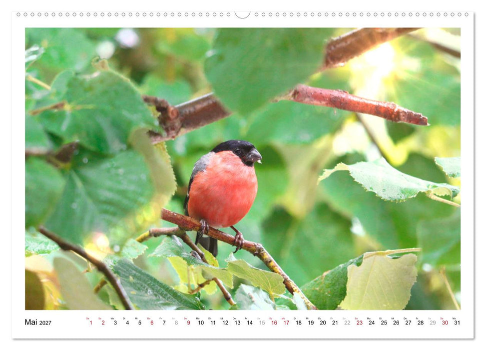 Dompfaff, Blutfink, Gimpel (CALVENDO Premium Wandkalender 2027)