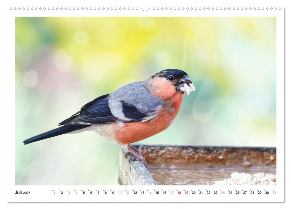 Dompfaff, Blutfink, Gimpel (CALVENDO Premium Wandkalender 2027)