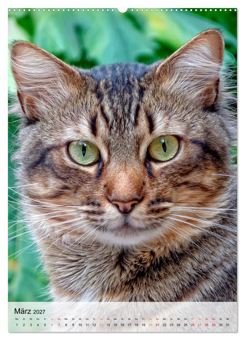 Tiere - Köpfe mit Charakter (CALVENDO Premium Wandkalender 2027)