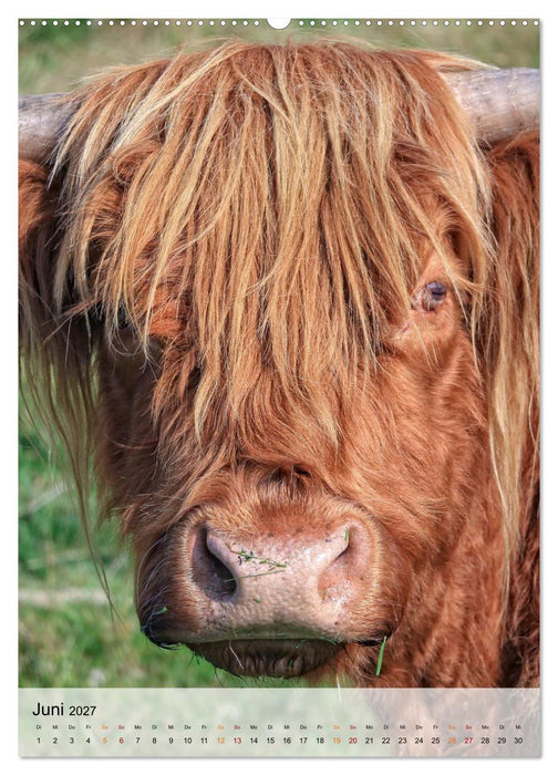 Tiere - Köpfe mit Charakter (CALVENDO Premium Wandkalender 2027)