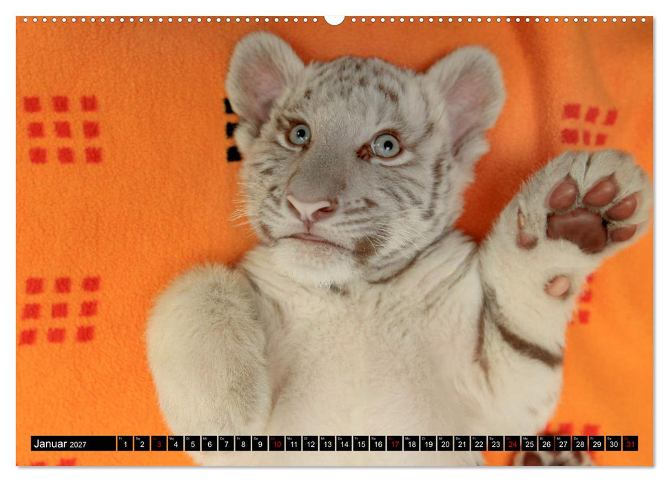 GROSSKATZEN GANZ KLEIN (CALVENDO Premium Wandkalender 2027)