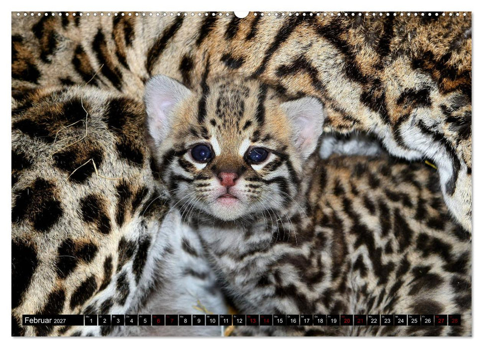 GROSSKATZEN GANZ KLEIN (CALVENDO Premium Wandkalender 2027)