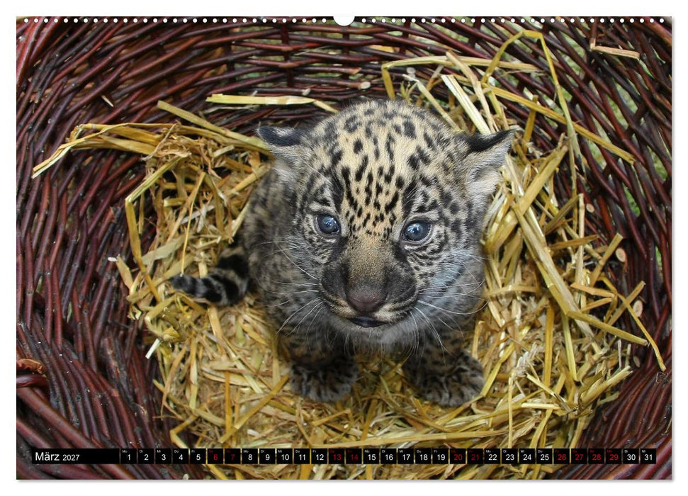 GROSSKATZEN GANZ KLEIN (CALVENDO Premium Wandkalender 2027)