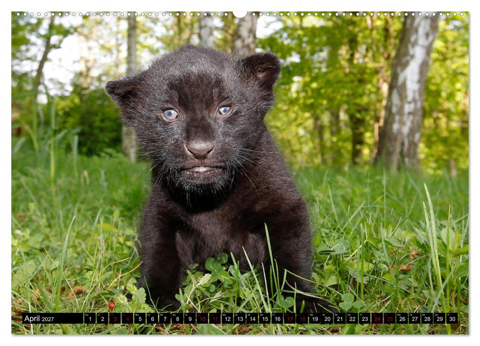 GROSSKATZEN GANZ KLEIN (CALVENDO Premium Wandkalender 2027)