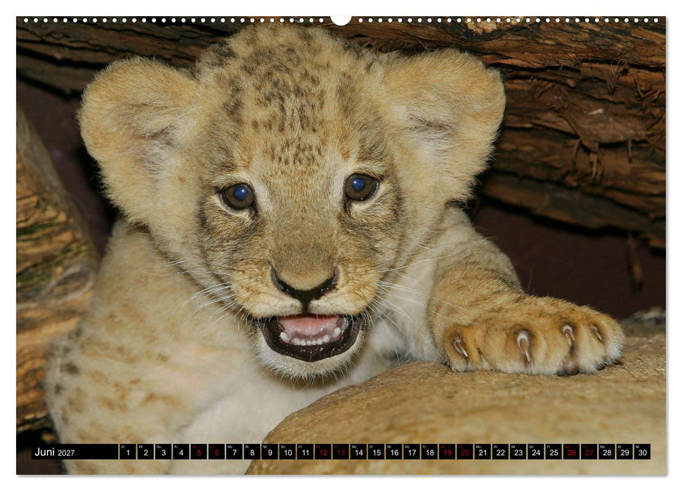 GROSSKATZEN GANZ KLEIN (CALVENDO Premium Wandkalender 2027)