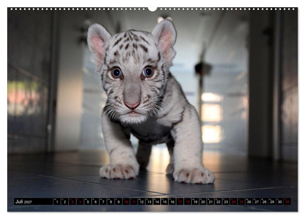GROSSKATZEN GANZ KLEIN (CALVENDO Premium Wandkalender 2027)