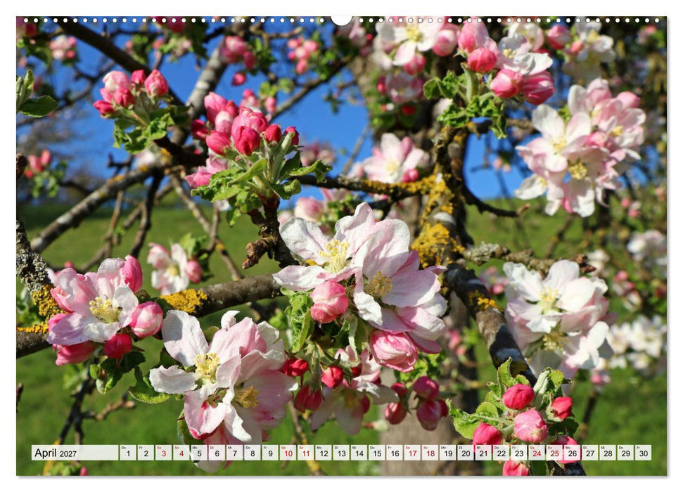 Hegau-Landschaften (CALVENDO Premium Wandkalender 2027)