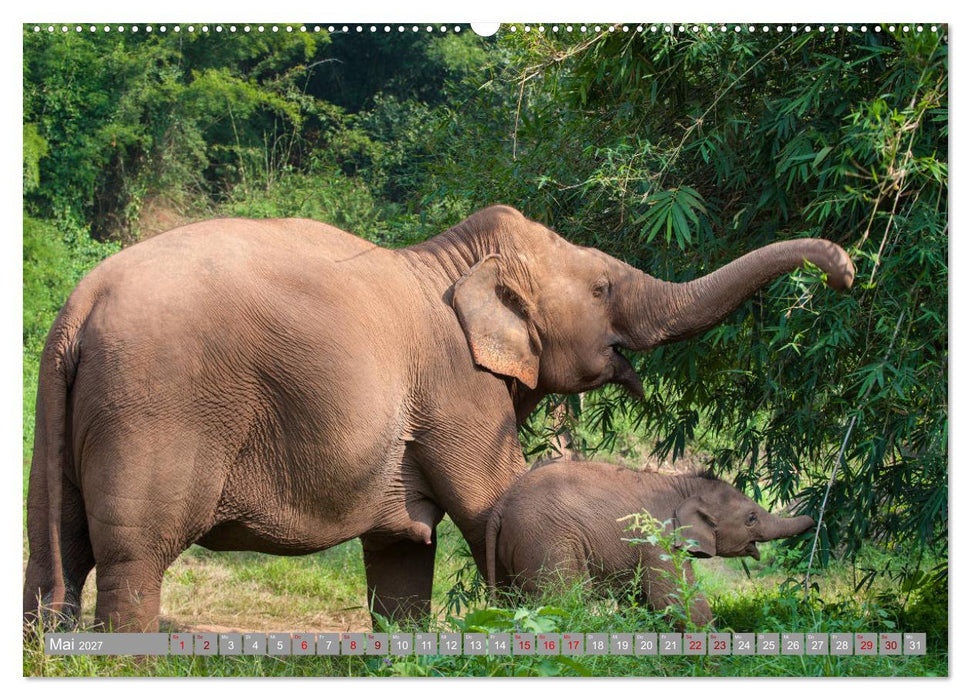 ELEFANTEN Jumbos der Herzen (CALVENDO Premium Wandkalender 2027)