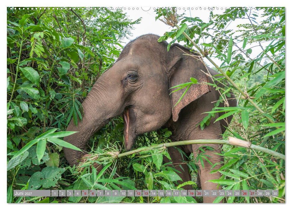 ELEFANTEN Jumbos der Herzen (CALVENDO Premium Wandkalender 2027)