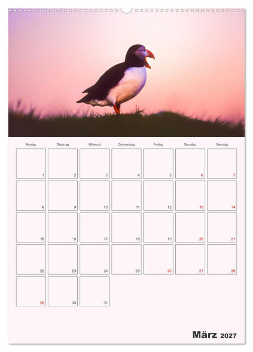Papageitaucher Monatsplaner (CALVENDO Premium Wandkalender 2027)