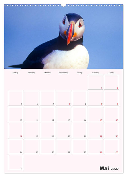 Papageitaucher Monatsplaner (CALVENDO Premium Wandkalender 2027)