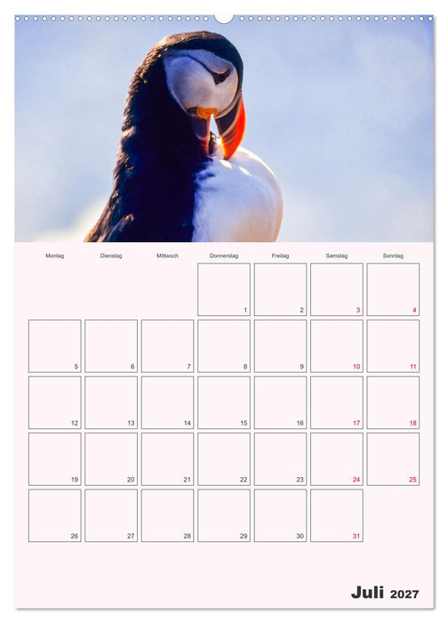 Papageitaucher Monatsplaner (CALVENDO Premium Wandkalender 2027)