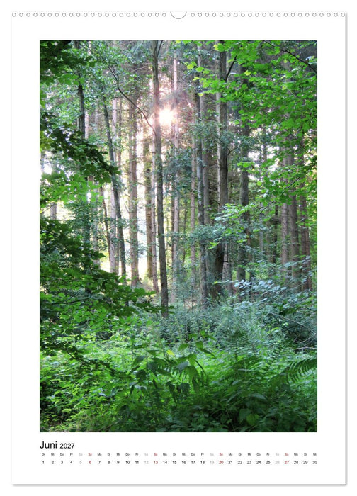 Mein Sehnsuchtsort, der Wald (CALVENDO Wandkalender 2027)