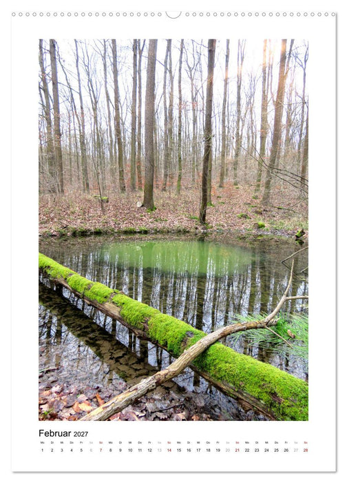 Mein Sehnsuchtsort, der Wald (CALVENDO Premium Wandkalender 2027)