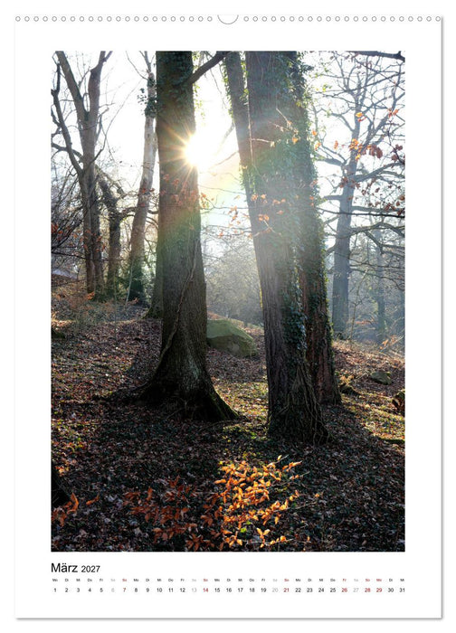 Mein Sehnsuchtsort, der Wald (CALVENDO Premium Wandkalender 2027)
