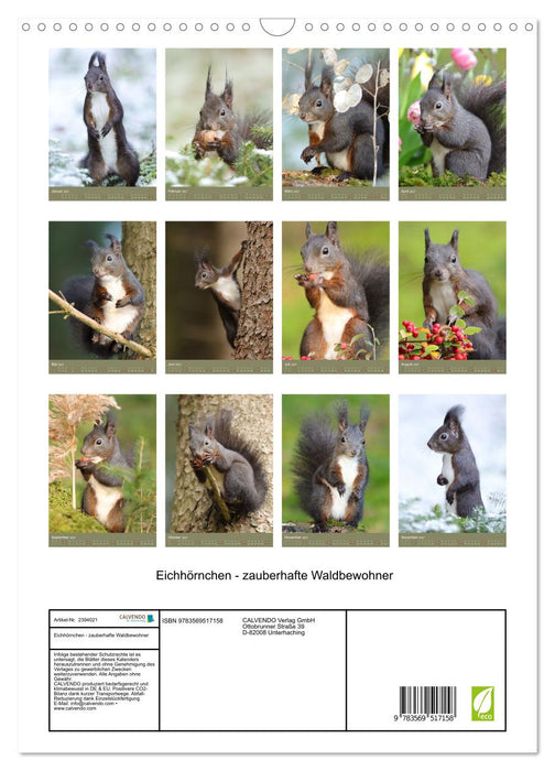 Eichhörnchen - zauberhafte Waldbewohner (CALVENDO Wandkalender 2027)