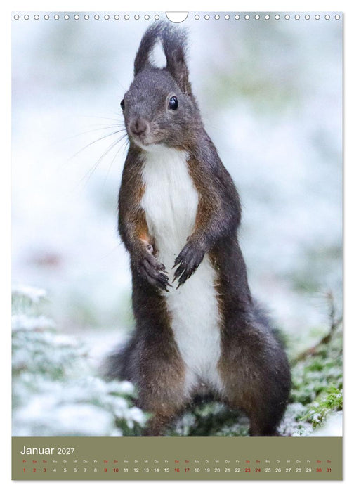 Eichhörnchen - zauberhafte Waldbewohner (CALVENDO Wandkalender 2027)