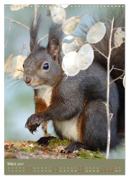 Eichhörnchen - zauberhafte Waldbewohner (CALVENDO Wandkalender 2027)