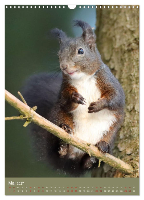 Eichhörnchen - zauberhafte Waldbewohner (CALVENDO Wandkalender 2027)