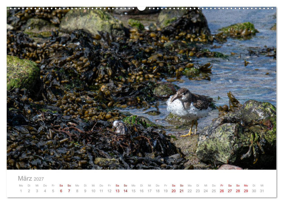Limikolen - Watvögel an Nord- und Ostseeküste (CALVENDO Premium Wandkalender 2027)
