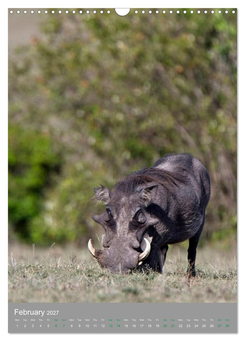 Wildlife of the Masai Mara (CALVENDO Monthly Calendar 2027)