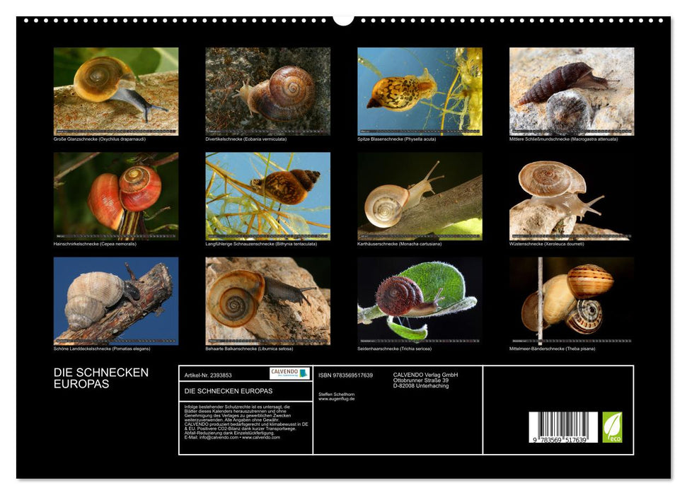 DIE SCHNECKEN EUROPAS (CALVENDO Wandkalender 2027)