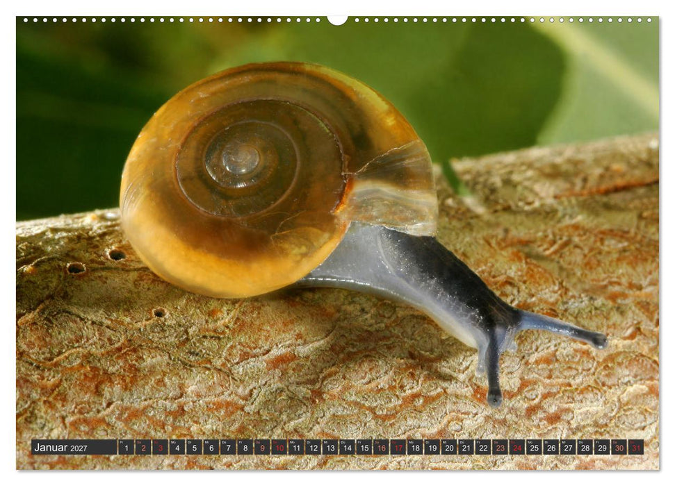 DIE SCHNECKEN EUROPAS (CALVENDO Wandkalender 2027)