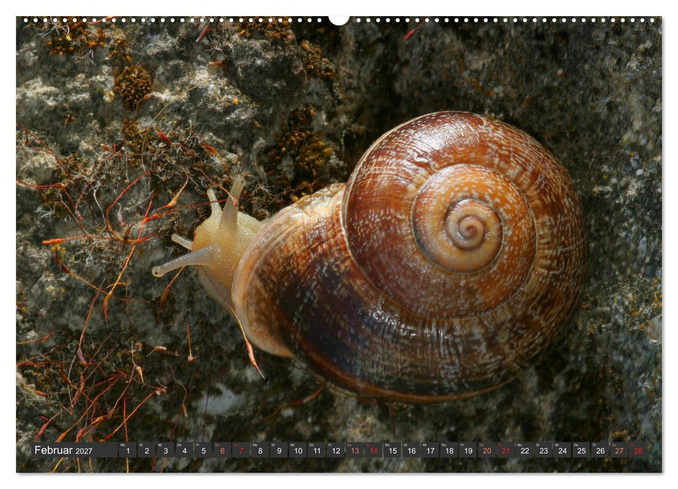 DIE SCHNECKEN EUROPAS (CALVENDO Wandkalender 2027)