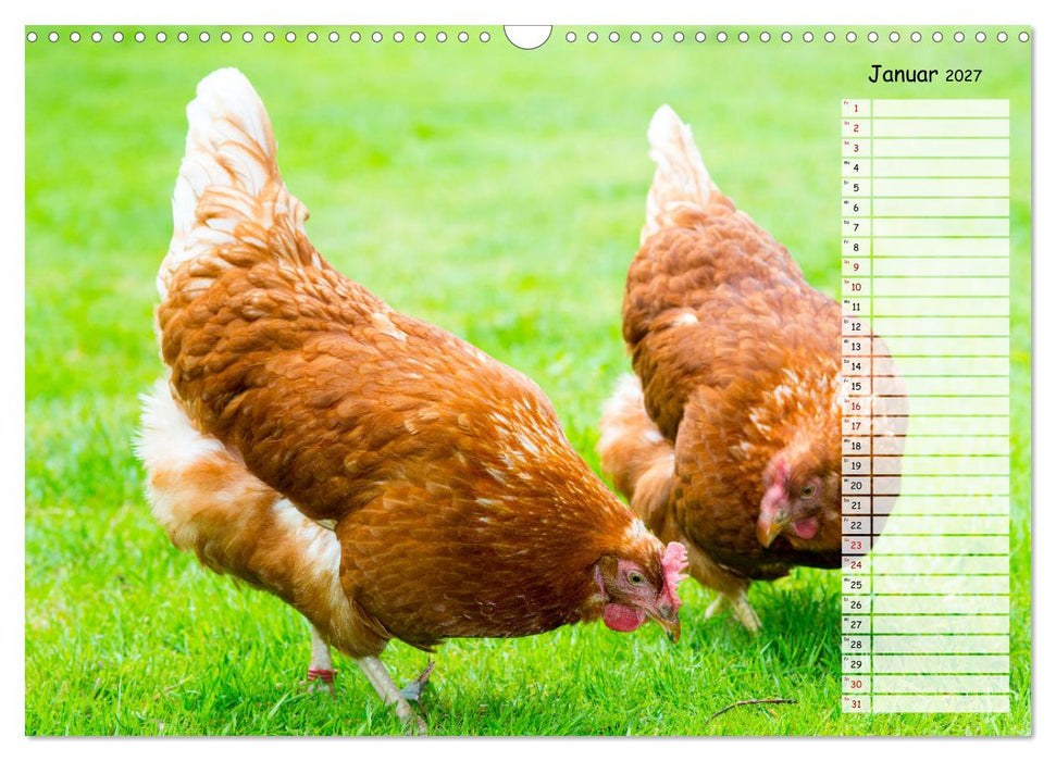 Geliebte Tiere auf dem Bauernhof (CALVENDO Wandkalender 2027)