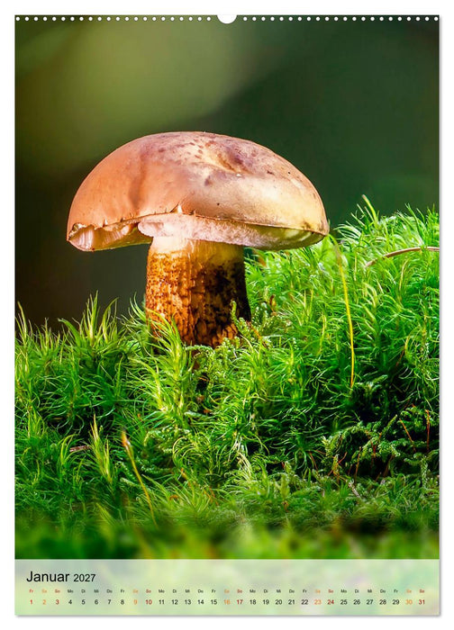 Pilze - kleine Riesen (CALVENDO Premium Wandkalender 2027)