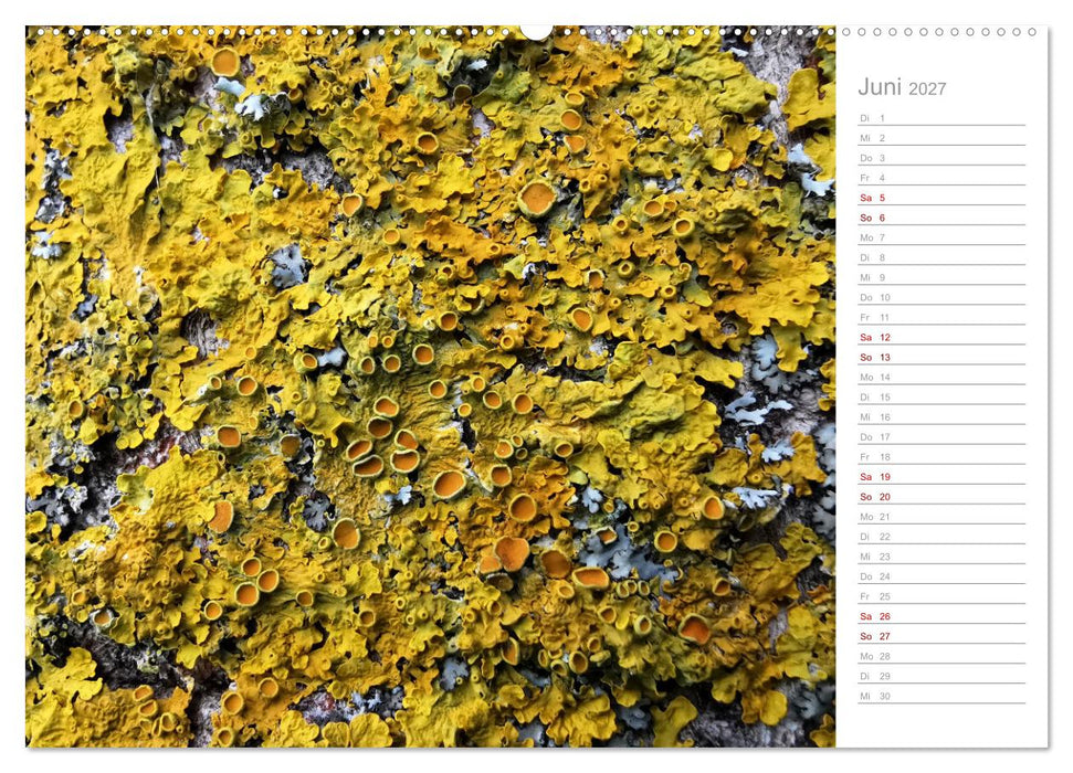 Abstrakte Umwelt (CALVENDO Premium Wandkalender 2027)