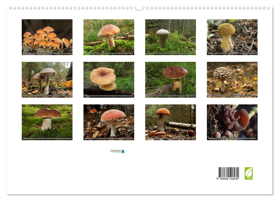 PILZE IM WALD (CALVENDO Premium Wandkalender 2027)