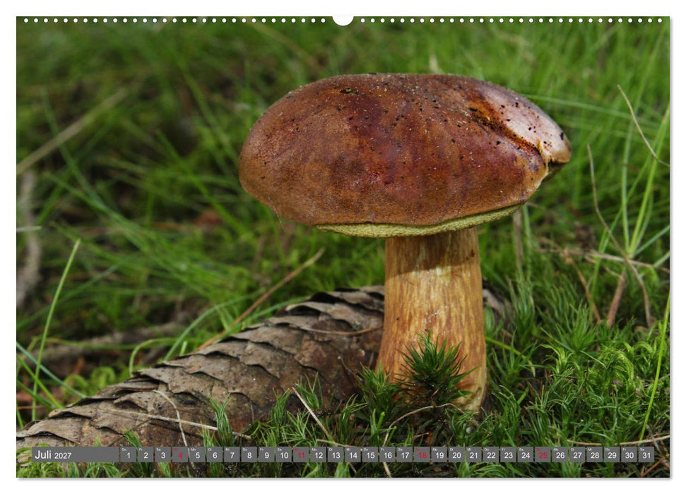 PILZE IM WALD (CALVENDO Premium Wandkalender 2027)