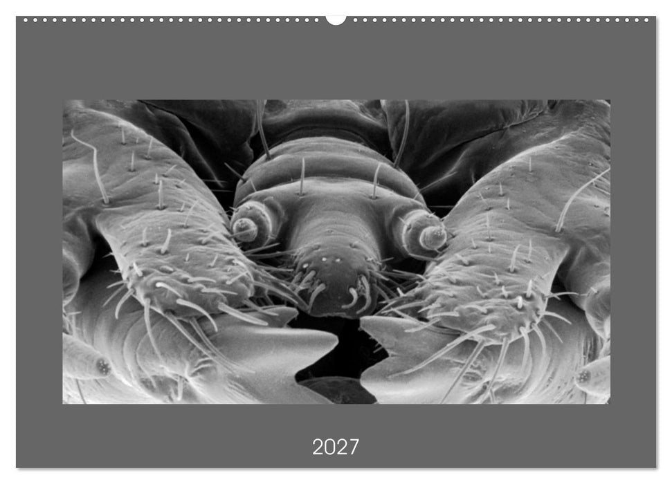 Erlebnis Mikrokosmos (CALVENDO Wandkalender 2027)
