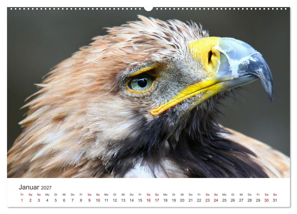 GREIFVOGEL- UND EULENPORTRÄTS (CALVENDO Wandkalender 2027)