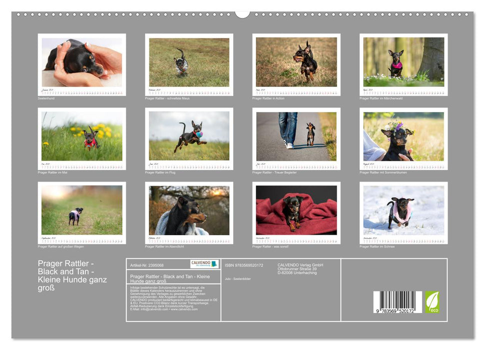 Prager Rattler - Black and Tan - Kleine Hunde ganz groß (CALVENDO Premium Wandkalender 2027)