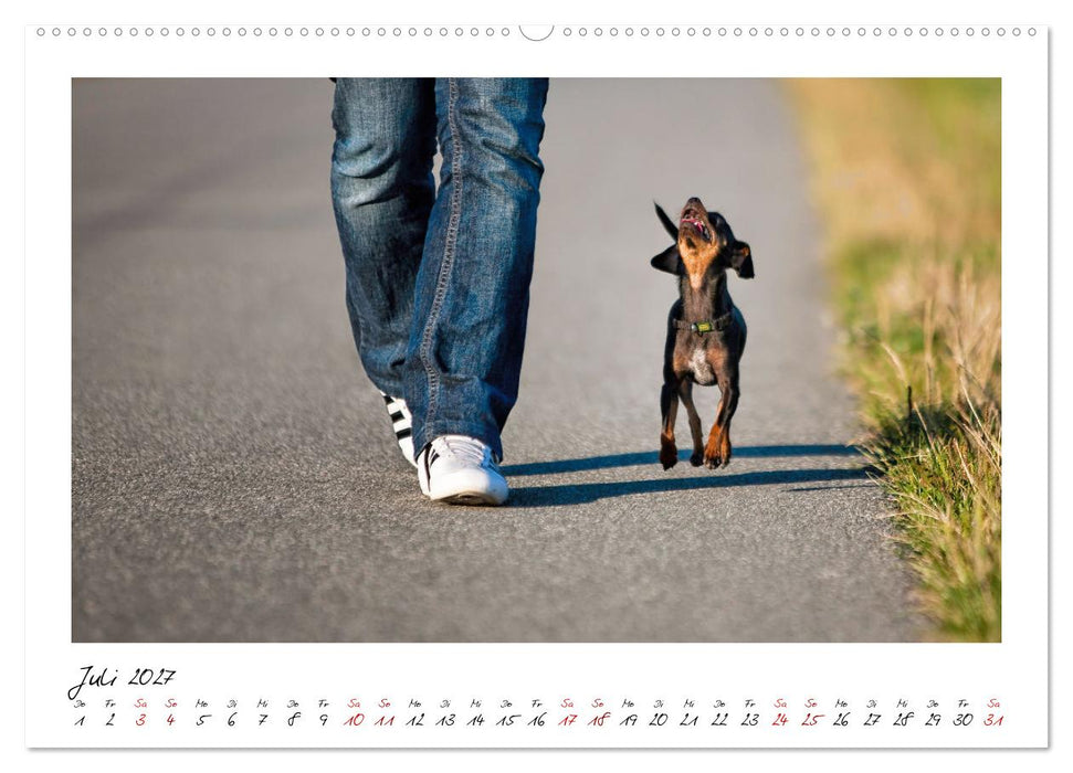 Prager Rattler - Black and Tan - Kleine Hunde ganz groß (CALVENDO Premium Wandkalender 2027)
