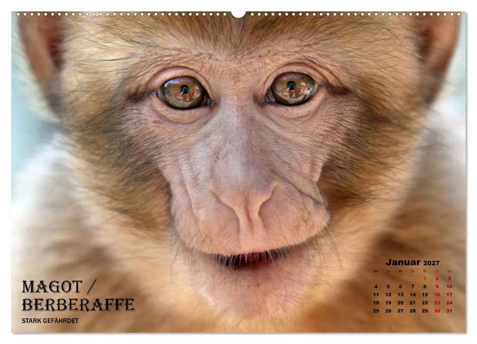 AFFENPORTRÄTS (CALVENDO Premium Wandkalender 2027)