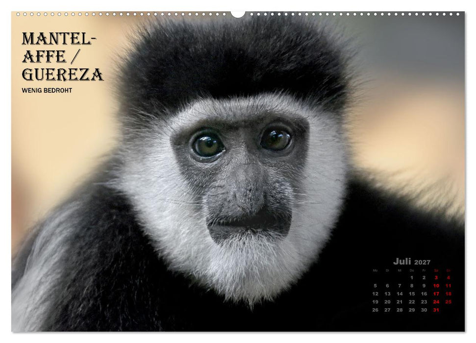 AFFENPORTRÄTS (CALVENDO Premium Wandkalender 2027)