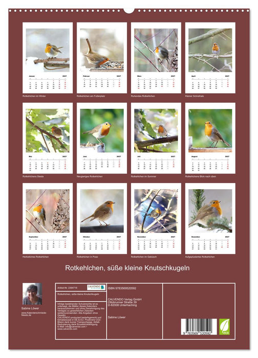 Rotkehlchen, süße kleine Knutschkugeln (CALVENDO Premium Wandkalender 2027)