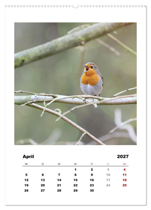 Rotkehlchen, süße kleine Knutschkugeln (CALVENDO Premium Wandkalender 2027)