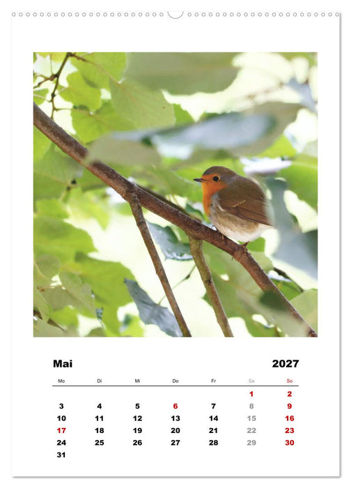 Rotkehlchen, süße kleine Knutschkugeln (CALVENDO Premium Wandkalender 2027)