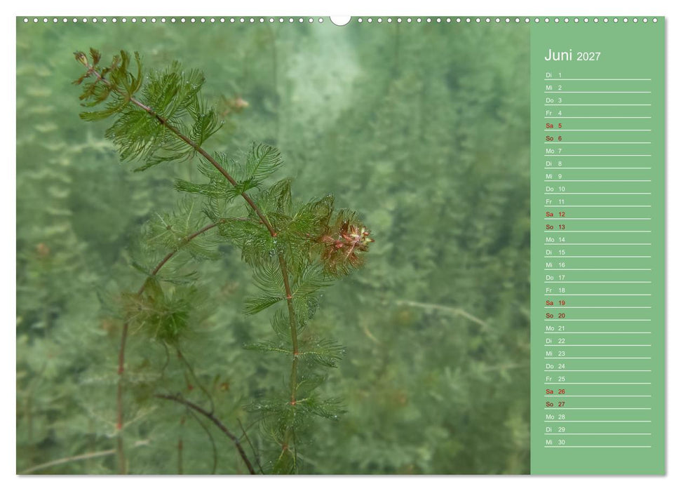 Baggersee - die grüne Welt (CALVENDO Wandkalender 2027)