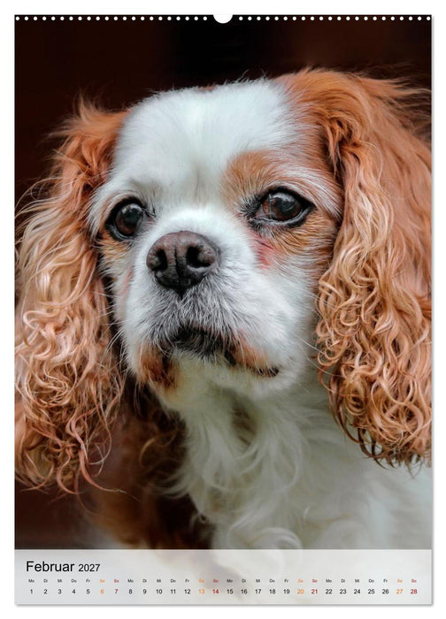 Hunde - treu und ehrlich (CALVENDO Premium Wandkalender 2027)