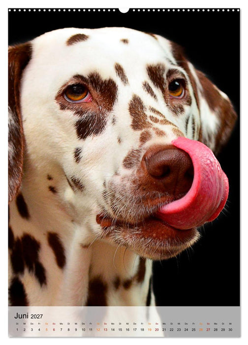 Hunde - treu und ehrlich (CALVENDO Premium Wandkalender 2027)