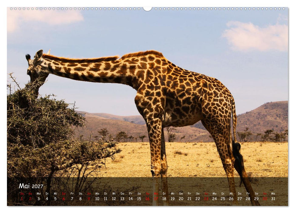 Wildes Ostafrika - Tansania und Kenia hautnah (CALVENDO Wandkalender 2027)