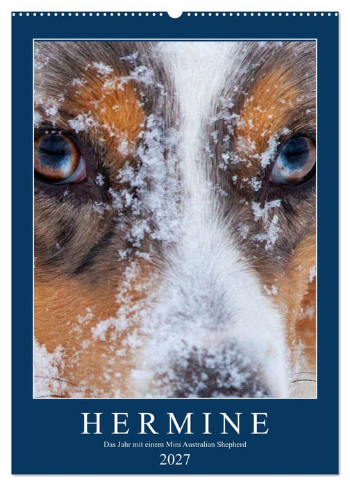 Hermine - Ein Jahr mit einem Mini Australian Shepherd (CALVENDO Wandkalender 2027)
